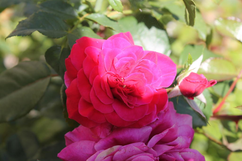 Agriturismo Poggio Della Rosa อเมเลีย ภายนอก รูปภาพ